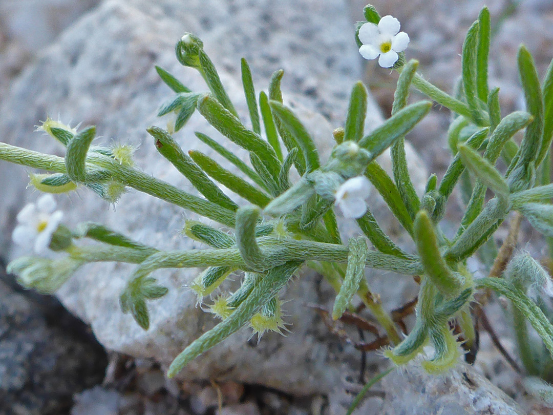 White flowers