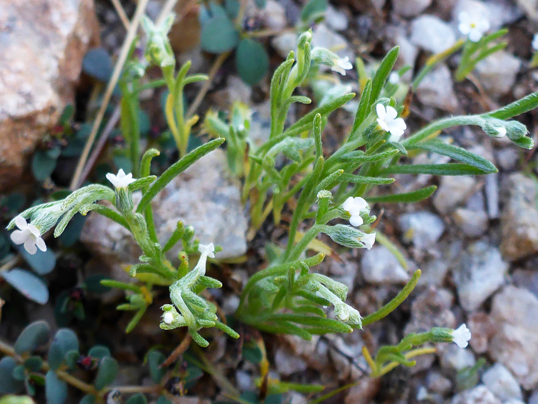 Flowers and leaves