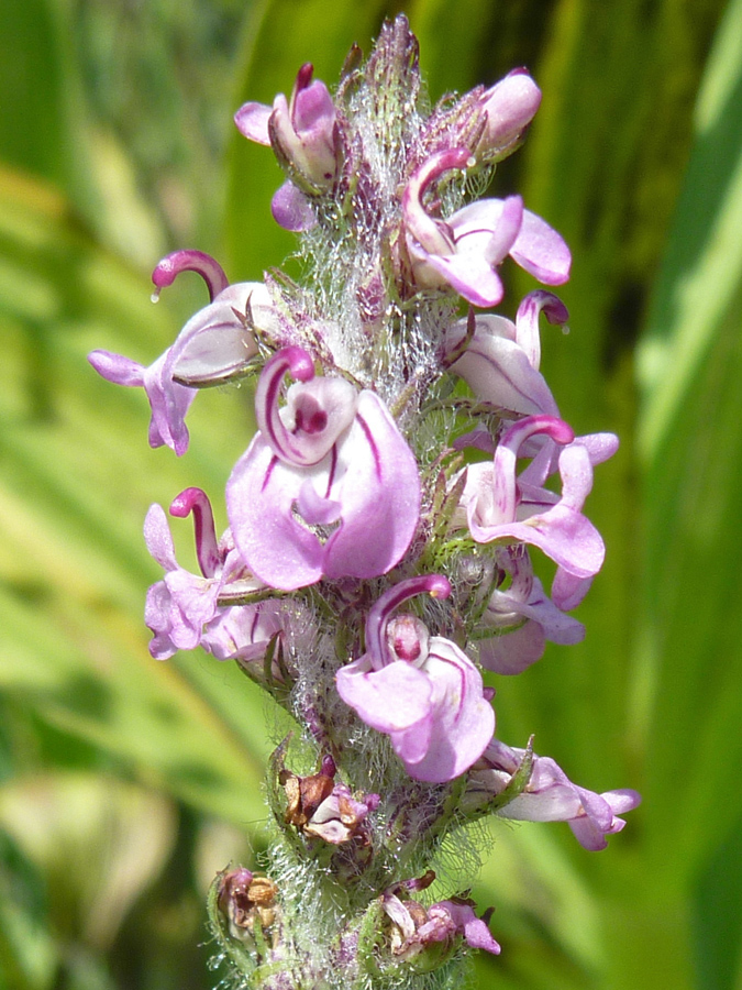 Pale pink flowers