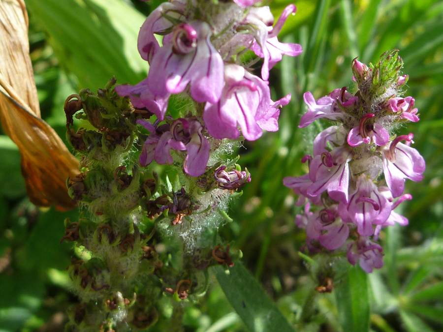 Two flower spikes