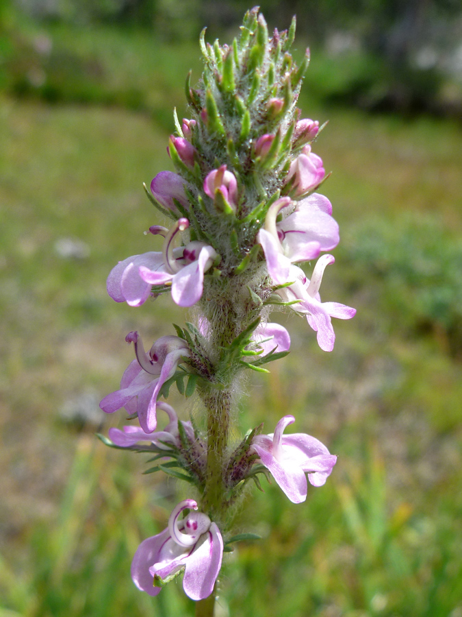 Elongated flower cluster