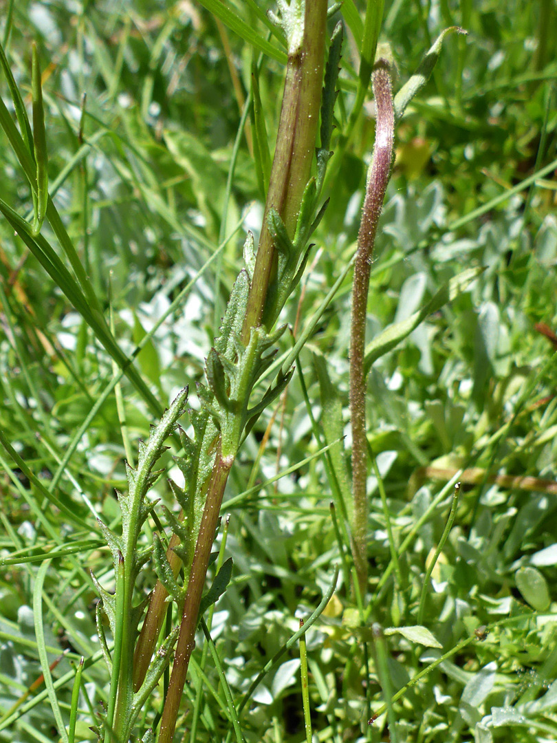 Stems and leaves