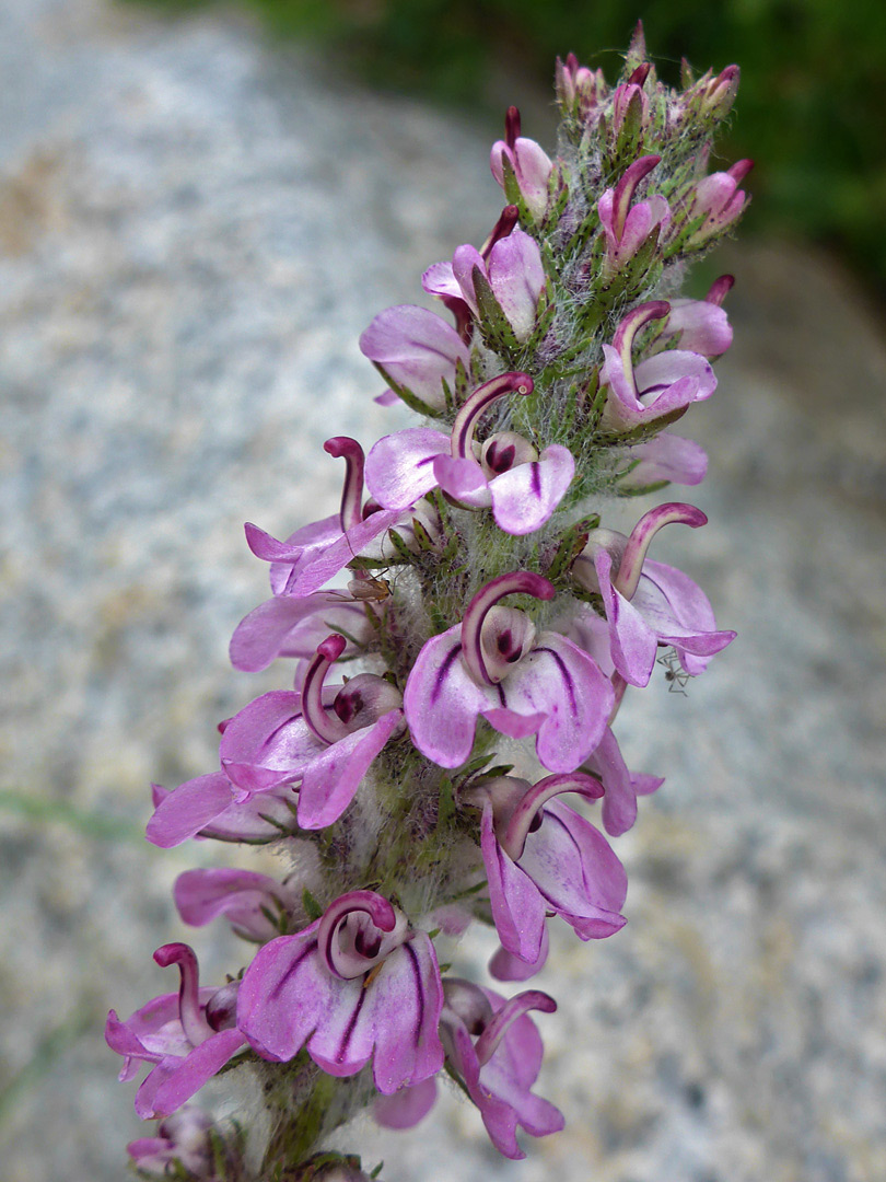 Pinkish-white flowers