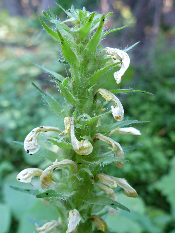 White flowers