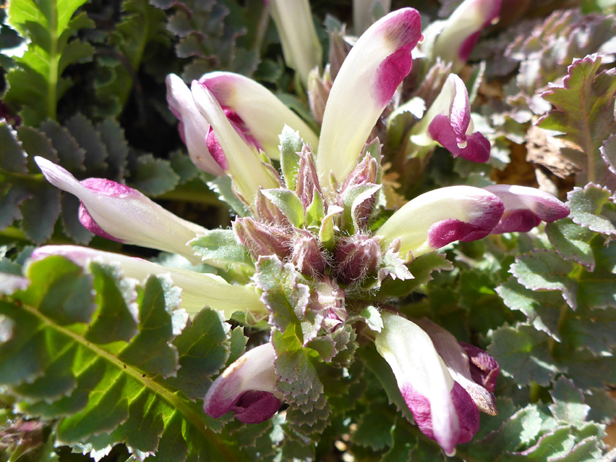 Purple and cream flowers