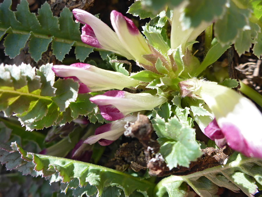 Leaves and flowers