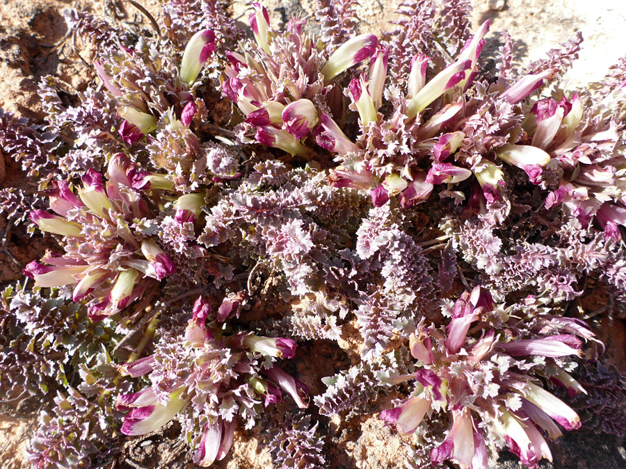 Many flowers