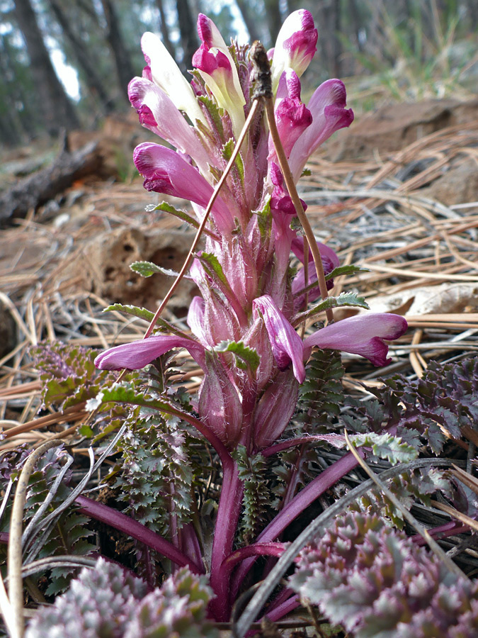 Elongated cluster