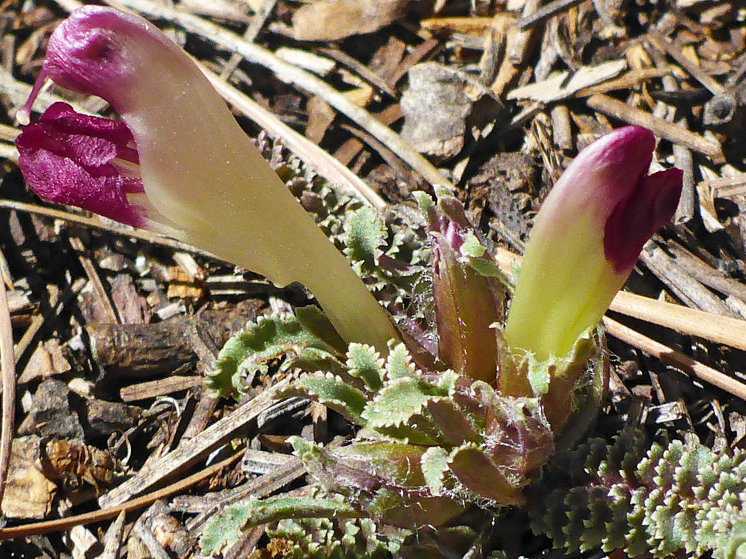 Two flowers
