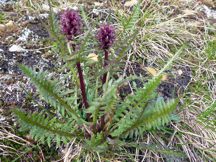 Stems and leaves