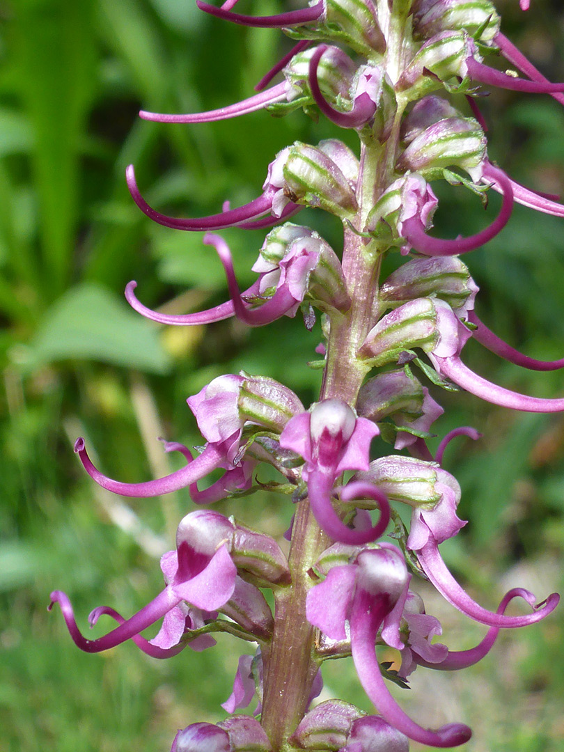 Elongated inflorescence