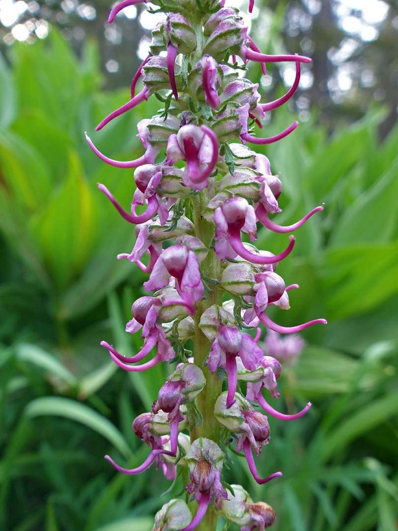 Pinkish-white flowers