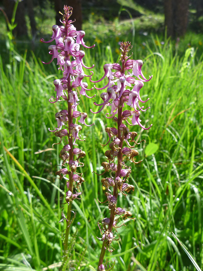 Two flower stalks