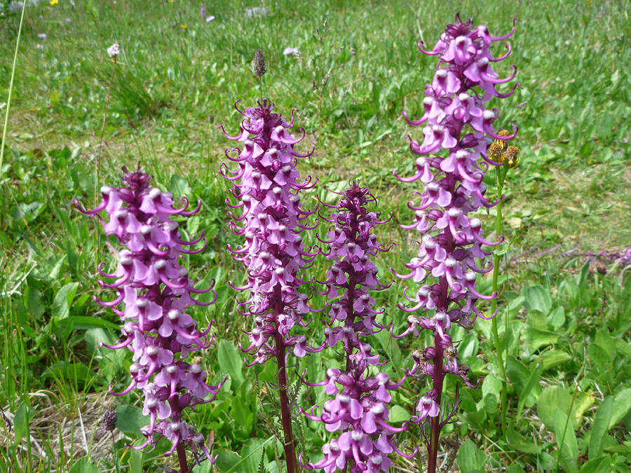 Flower spikes