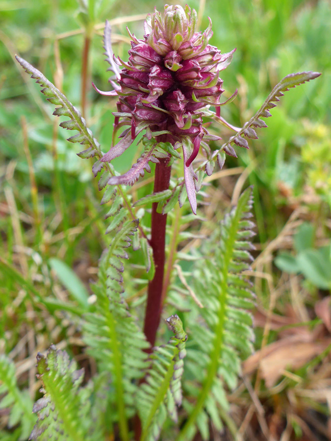 Upper stem leaves