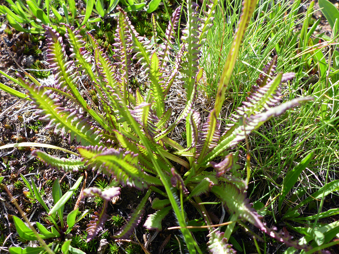 Lobed basal leaves