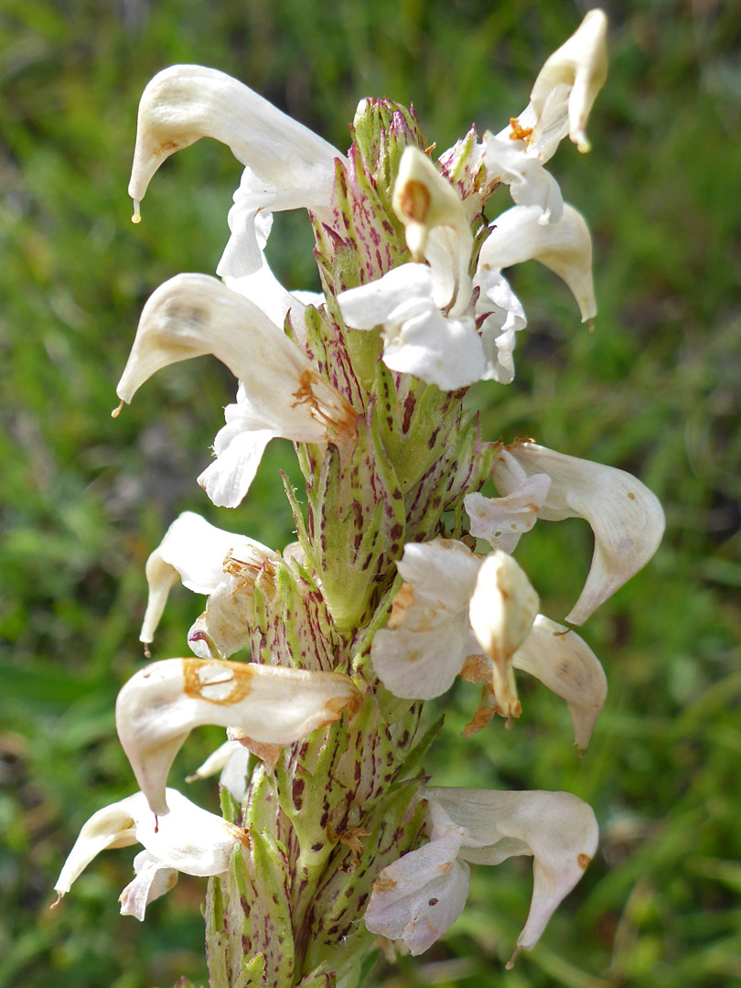 Purple-blotched sepals and bracts