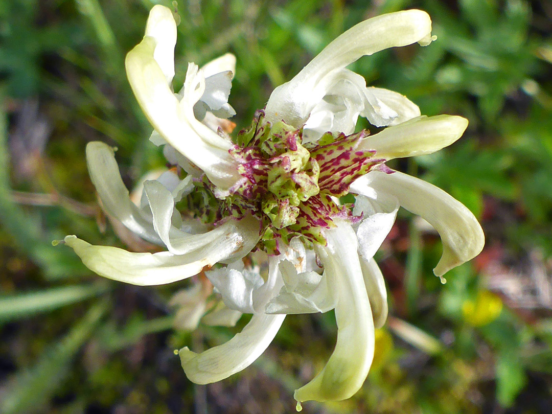 Top of a flower cluster