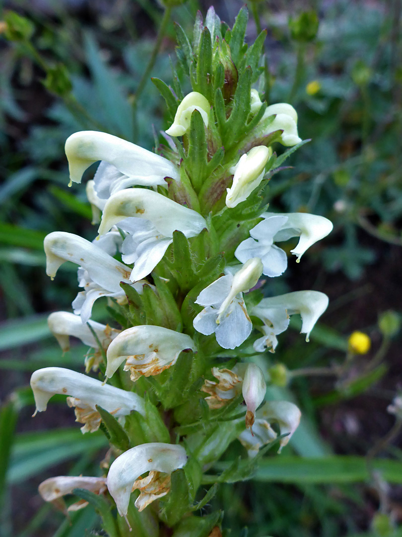 Elongated inflorescence