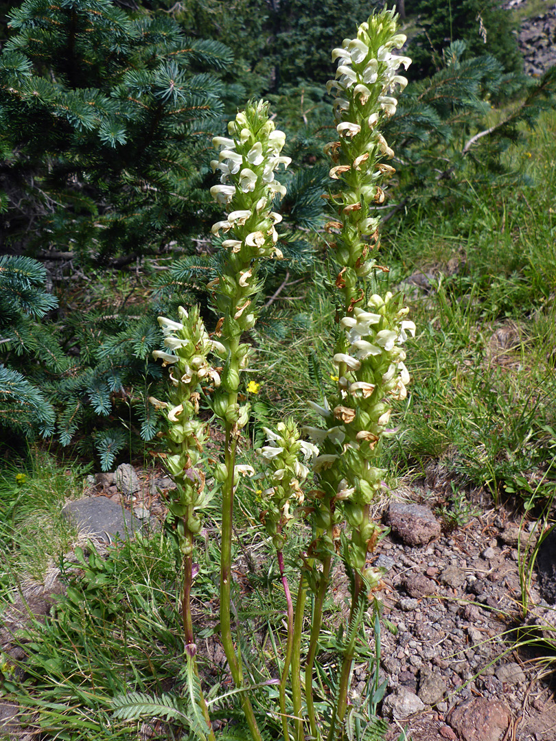 Group of stems