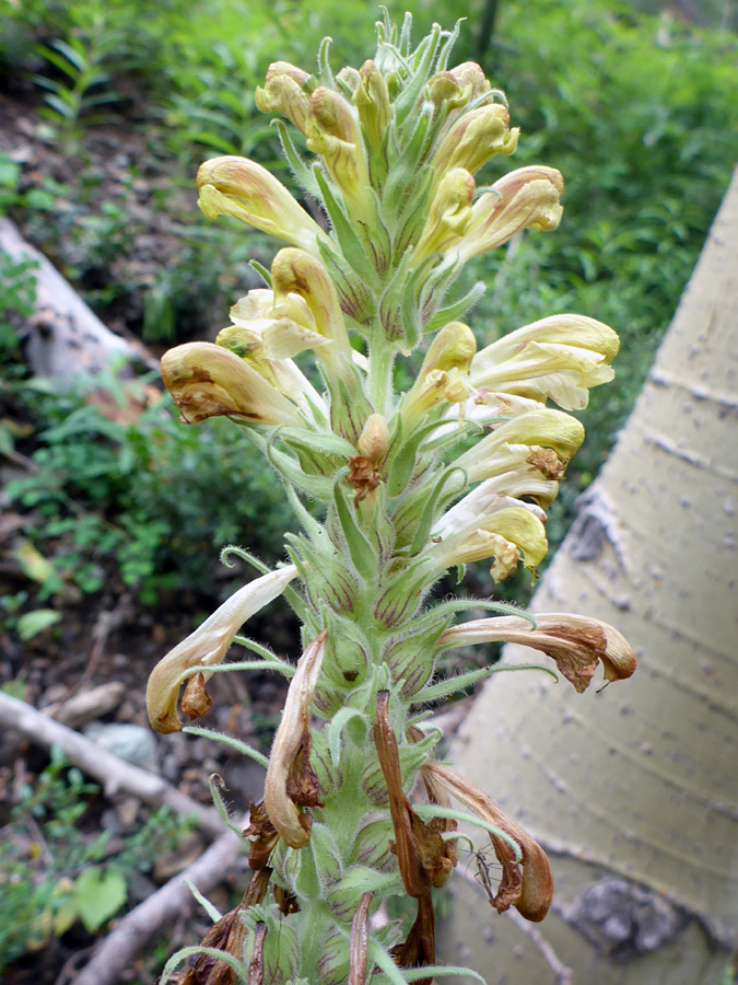 Yellowish flowers