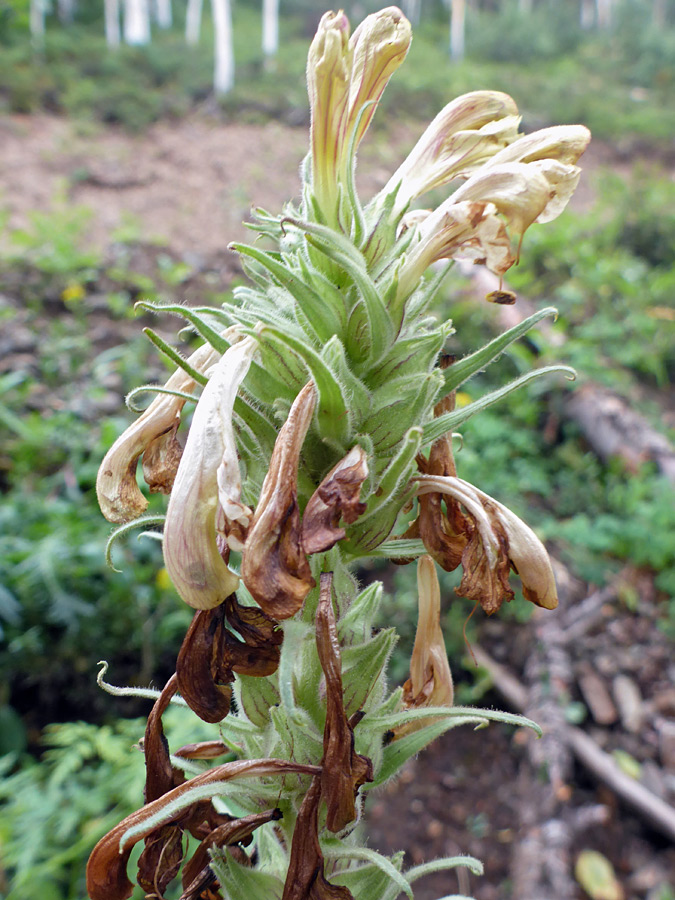 Withered flowers