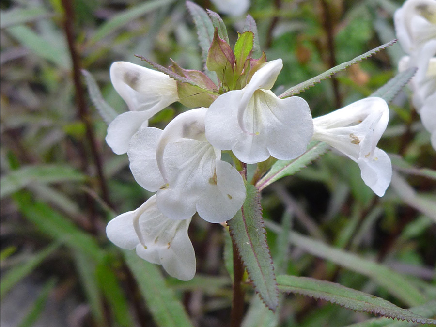 White flowers