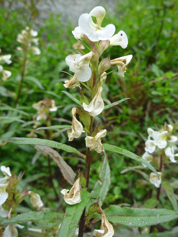 Withering flowers