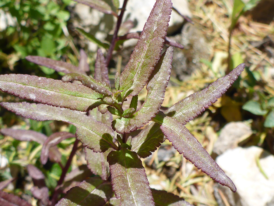 Toothed leaves