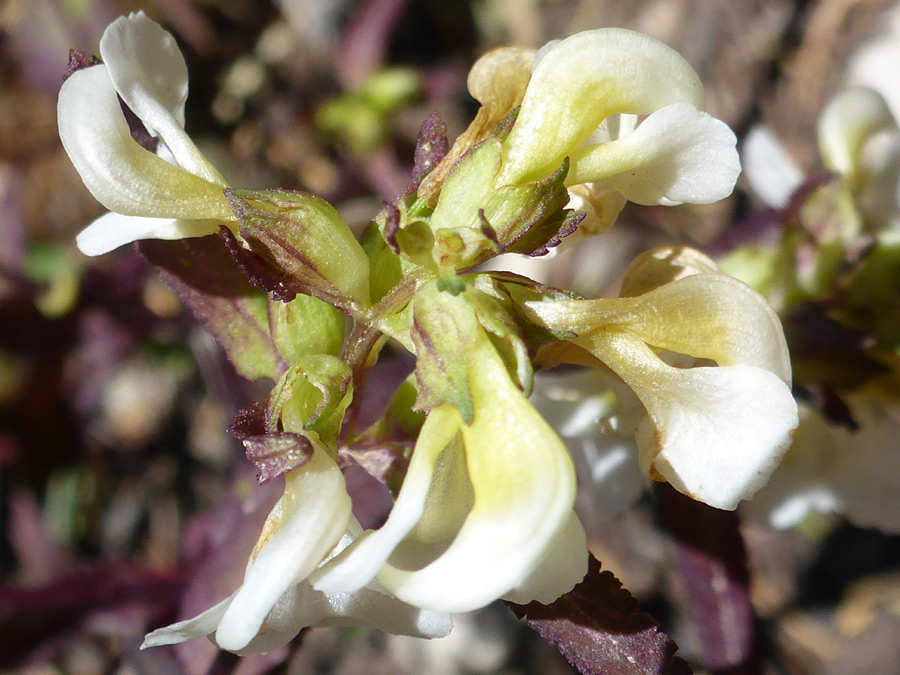 Whitish flowers