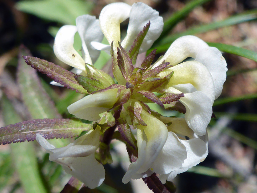 Flowers and bracts