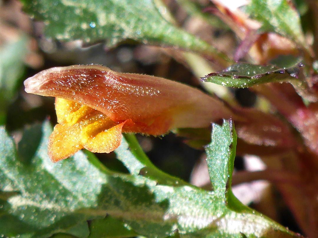 Pinkish-orange flower