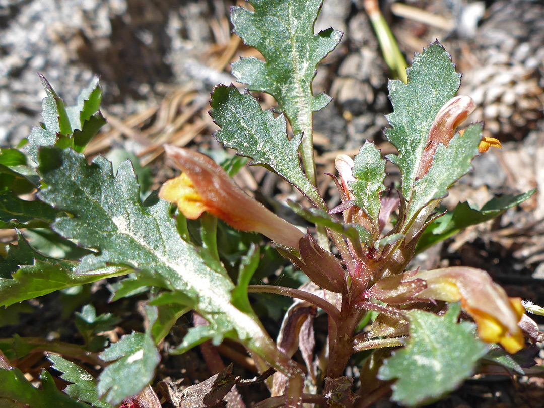 Flowers and leaves