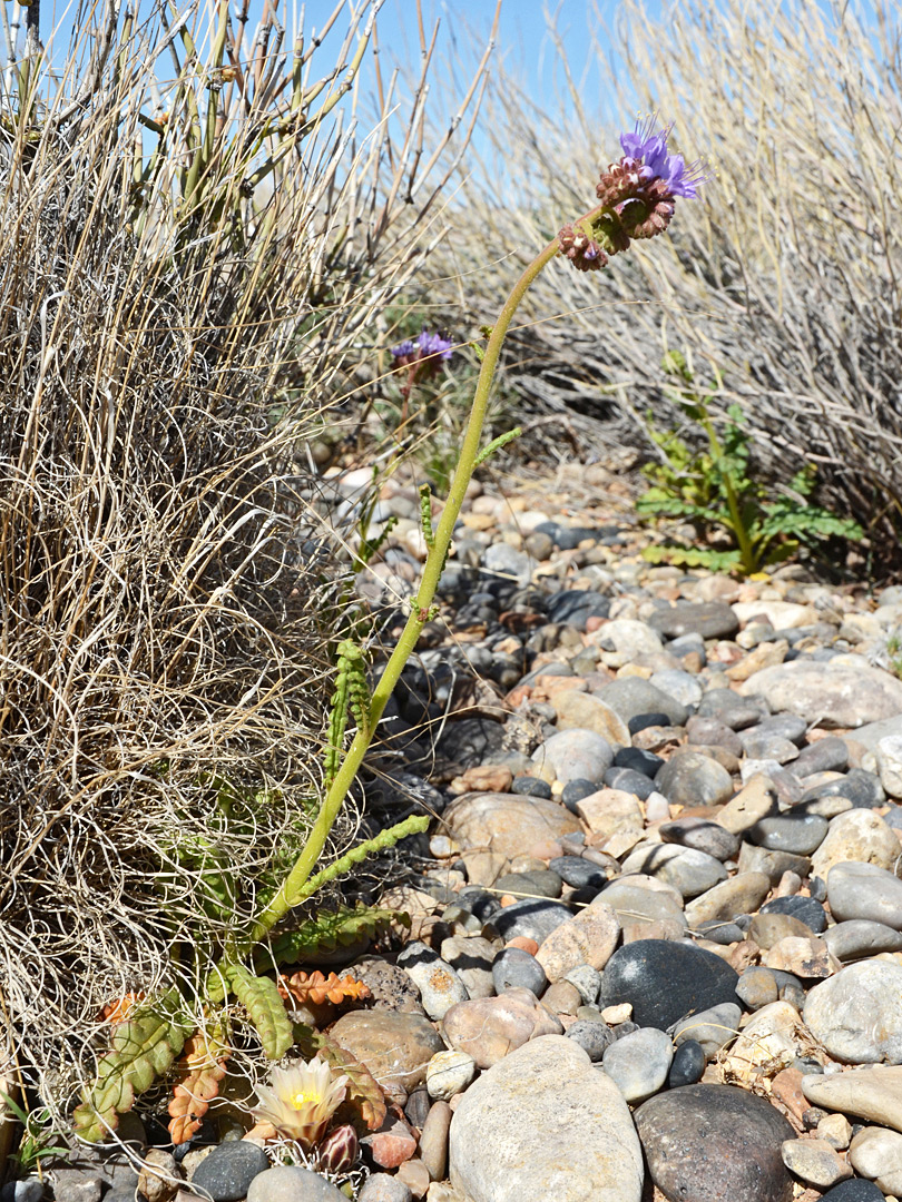 Plant in situ