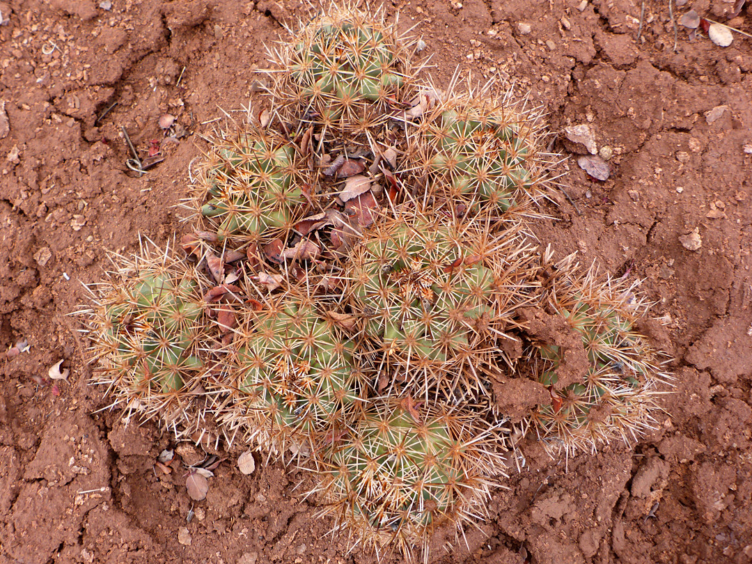 Cluster of stems