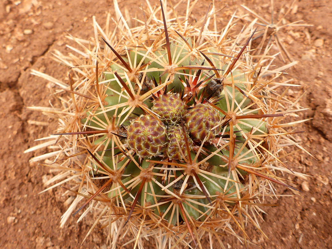 Medium-sized plant
