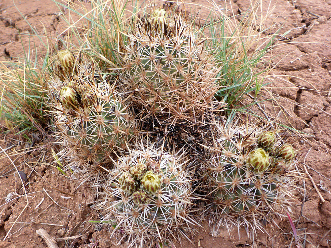 Five stems
