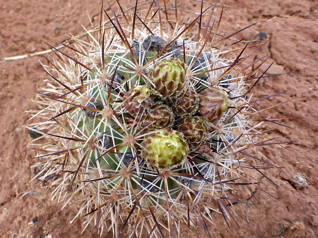 Yellowish-brown buds