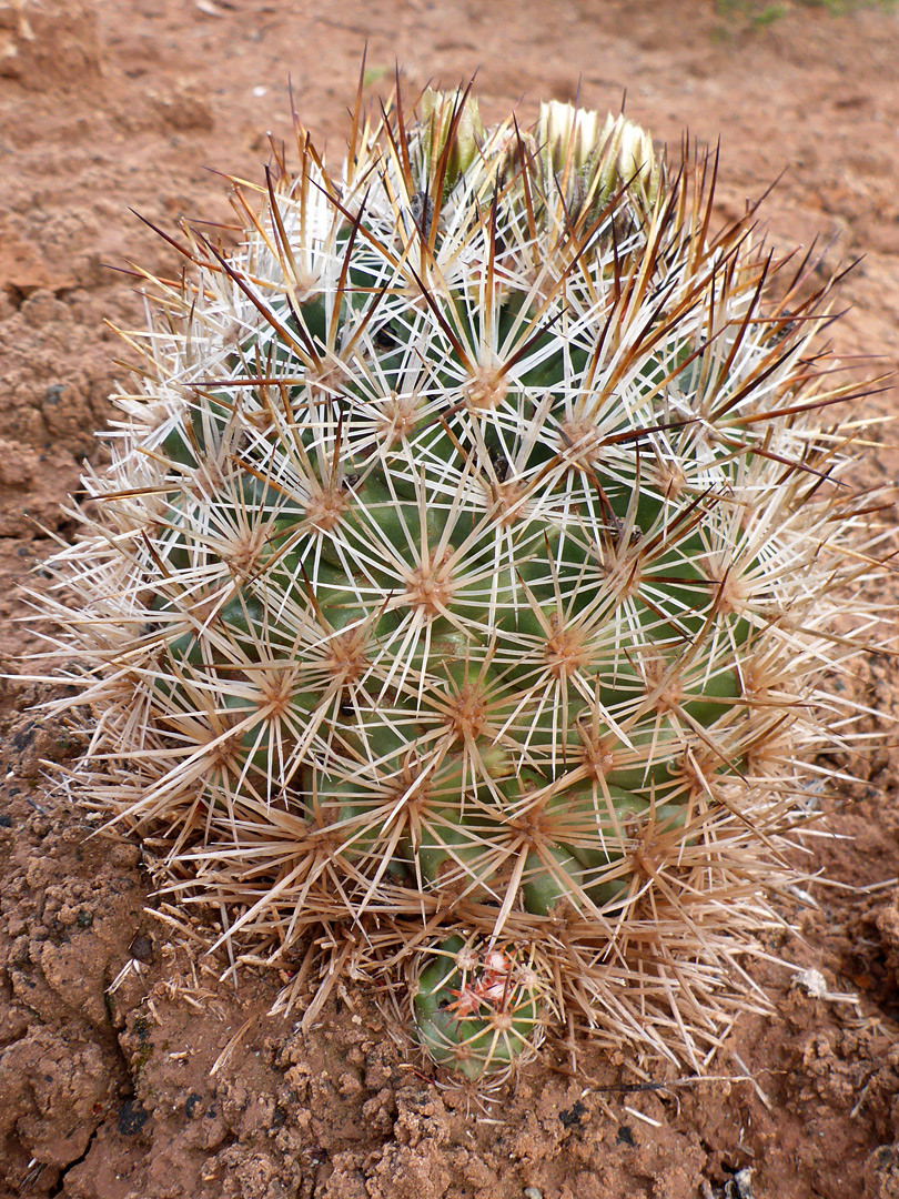 Plant with offset