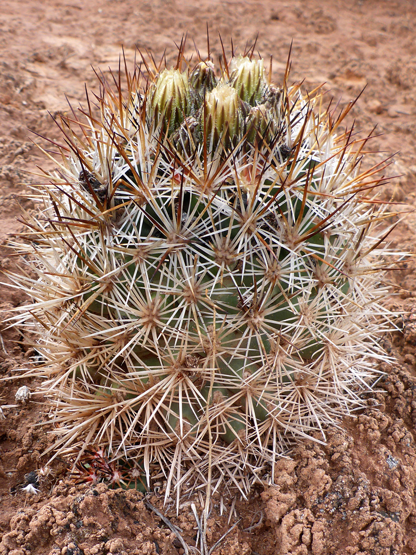 Plant on sandy ground