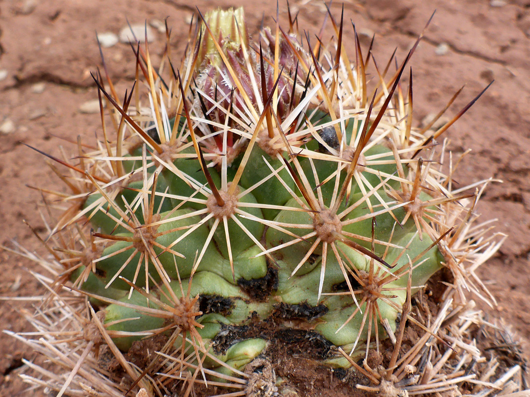 Yellow-brown spines