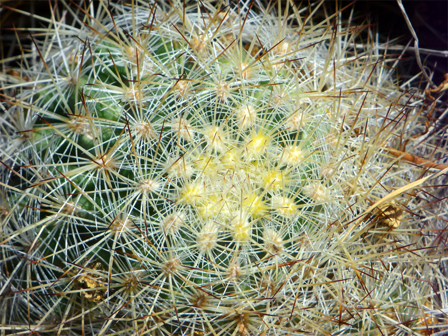 Yellowish spines