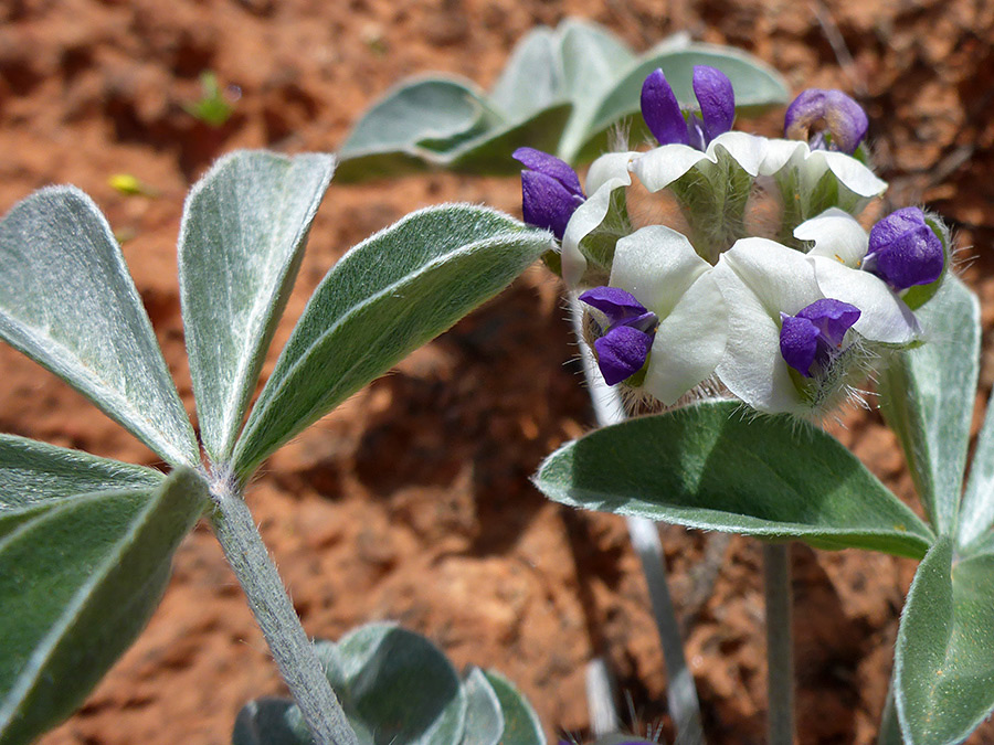 Flowers and leaves