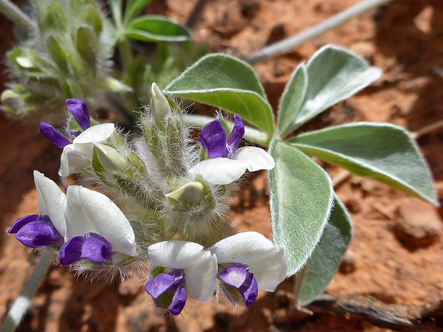 Hairy calyces