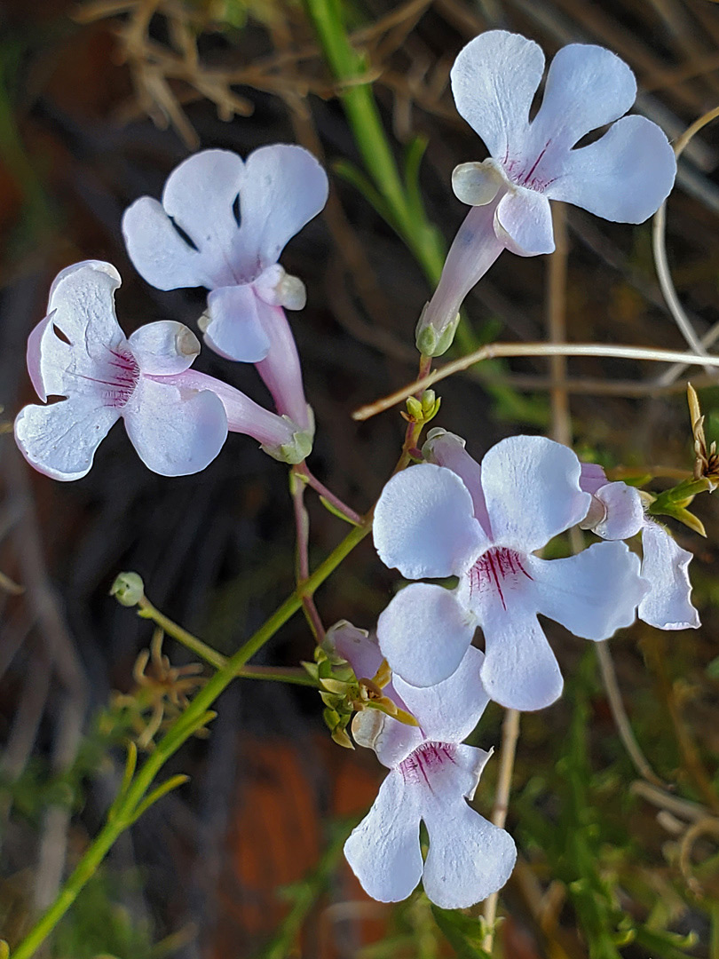 Pale pink flowers