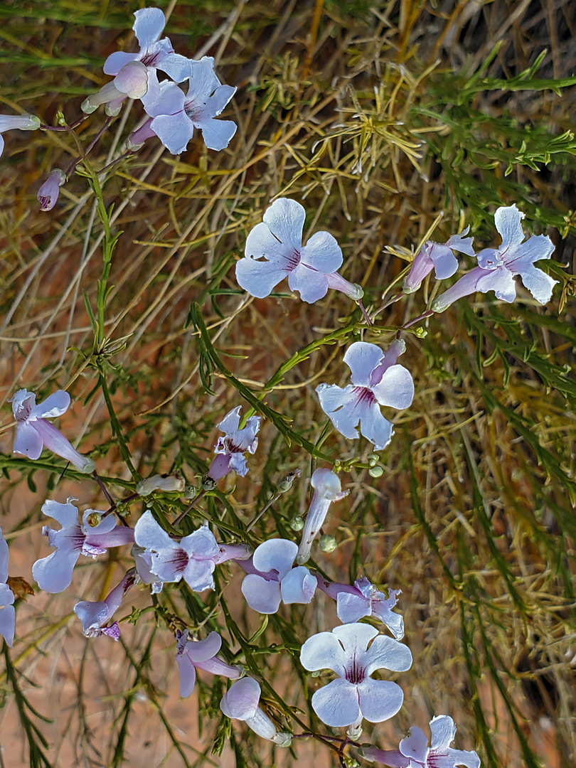 Stems and flowers