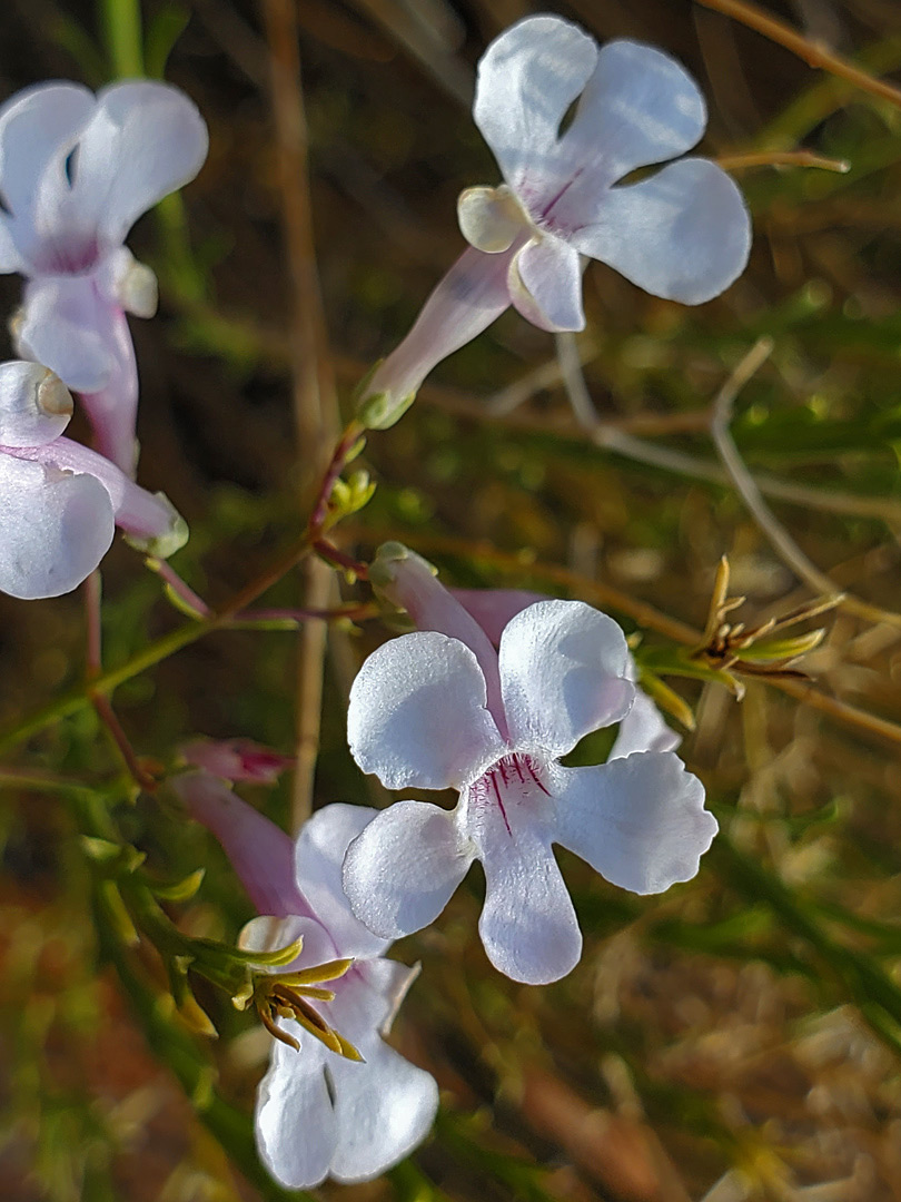 Round-lobed flowers