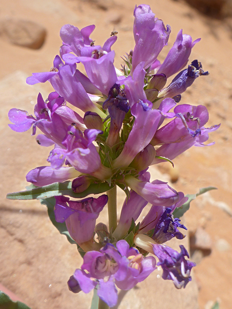 Clustered flowers