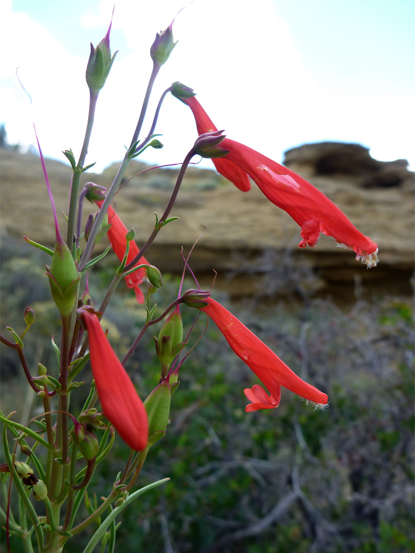 Penstemon barbatus