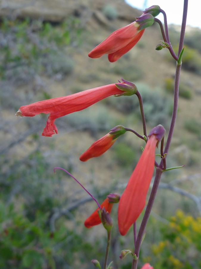 Flowers and stems